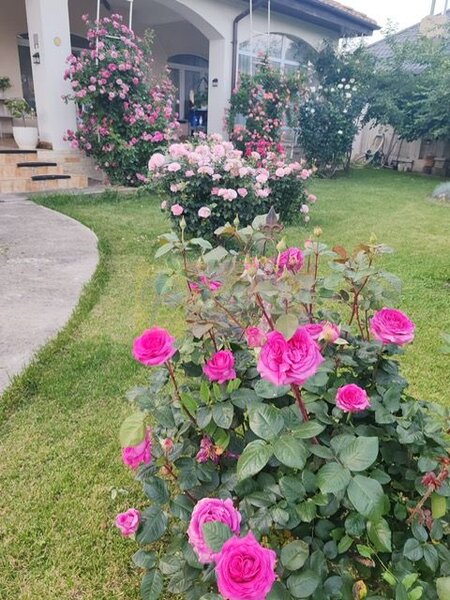 Vila superba in stil mediteranean Saftica- Corbeanca-  COMISION 0.